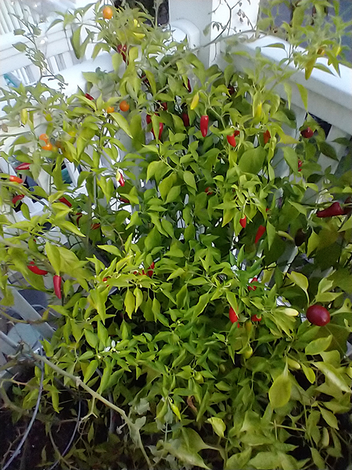 plants 3